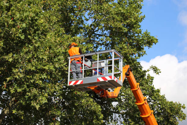 Large Tree Removal in Texanna, OK